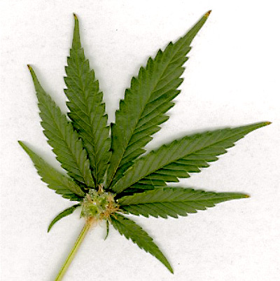 Medical Marijuana Use Approved