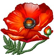 Oriental Poppy, Sign of Spring
